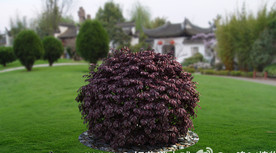 红花檵木球3D模型