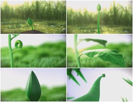 花开 植物发芽 生长视频