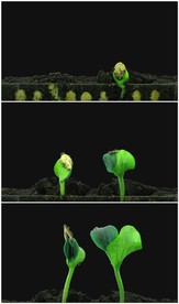 种子破土而出发芽生长