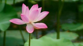 高清荷花视频素材