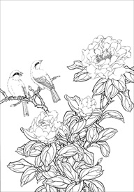 茶花 白描 素描 线描 国画