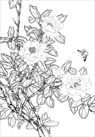 茶花 白描 素描 线描 国画