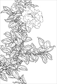 茶花 白描 素描 线描 国画