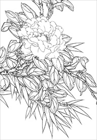 茶花 白描 素描 线描 国画