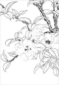 茶花 白描 素描 线描 国画