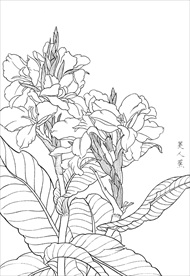 美人蕉  白描 素描 线描 国