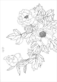 牡丹花  白描 素描 线描 国