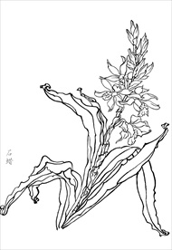 石蜡花  白描 素描 线描 国