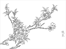 桃花  白描 素描 线描 国画
