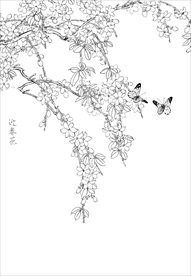 迎春花  白描 素描 线描