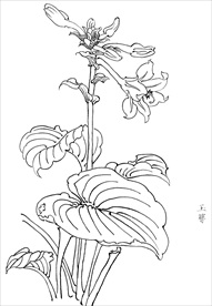 玉簪花  白描 素描 线描