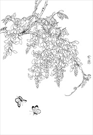 紫藤  白描 素描 线描 国画