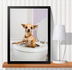 宠物海报  宠物店 宠物医院