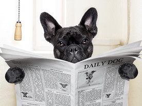 宠物海报  宠物店 宠物医院