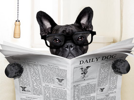 宠物海报  宠物店 宠物医院