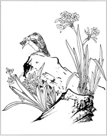 水仙花线描 水仙花白描 水仙花