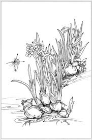 水仙花线描 水仙花白描 水仙花