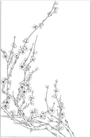 梅花线描 梅花白描 梅花素描