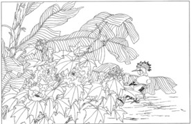 芙蓉花线描 芙蓉花白描 芙蓉花