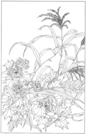 芙蓉花线描 芙蓉花白描 芙蓉花