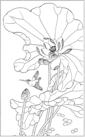 荷花线描 荷花白描 荷花素描