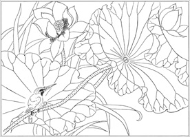 荷花线描 荷花白描 荷花素描