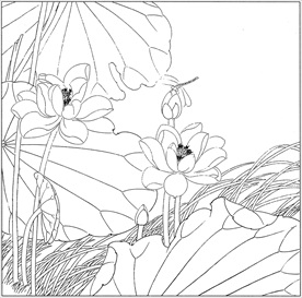 荷花线描 荷花白描 荷花素描