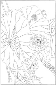 荷花线描 荷花白描 荷花素描