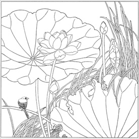 荷花线描 荷花白描 荷花素描