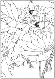 荷花线描 荷花白描 荷花素描