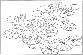 荷花线描 荷花白描 荷花素描