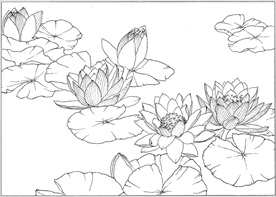 荷花线描 荷花白描 荷花素描