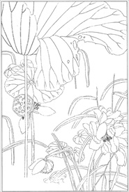 荷花线描 荷花白描 荷花素描