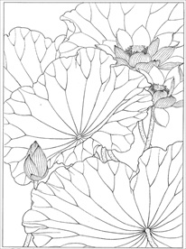 荷花线描 荷花白描 荷花素描