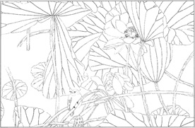 荷花线描 荷花白描 荷花素描