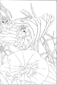 荷花线描 荷花白描 荷花素描