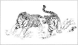 老虎线描 老虎白描 老虎素描