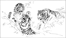 老虎线描 老虎白描 老虎素描
