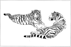 老虎线描 老虎白描 老虎素描