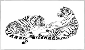 老虎线描 老虎白描 老虎素描