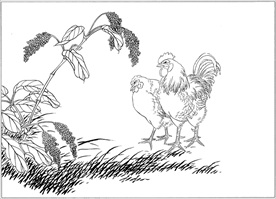 锦鸡线描 锦鸡白描 锦鸡素描