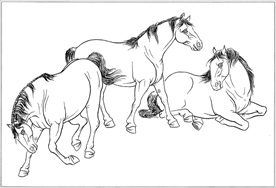 骏马线描 骏马白描 骏马素描