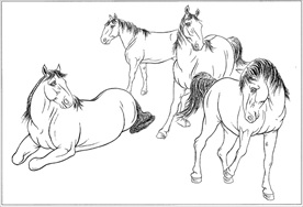 骏马线描 骏马白描 骏马素描