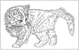 猫咪线描 猫咪白描 猫咪素描