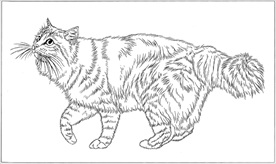 猫咪线描 猫咪白描 猫咪素描