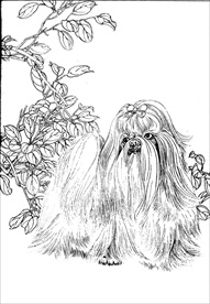 名犬线描 名犬白描 名犬素描