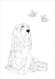 名犬线描 名犬白描 名犬素描