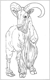 山羊线描 山羊白描 山羊素描