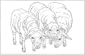 山羊线描 山羊白描 山羊素描