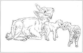 山羊线描 山羊白描 山羊素描